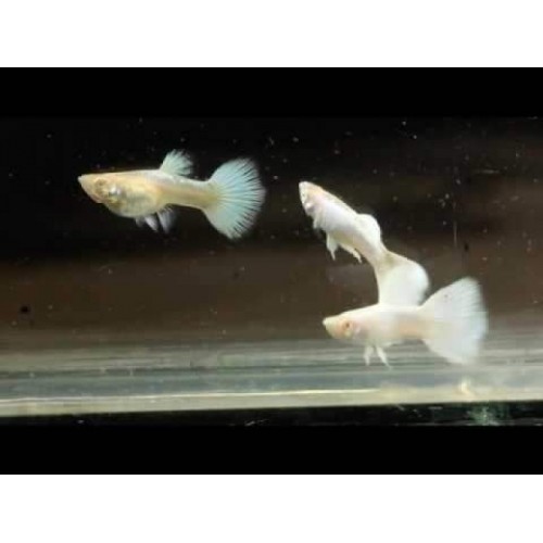 lepistes albino full white platinium 1 ad erkek 3 cm civarı 
