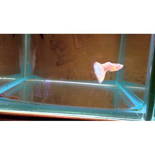 Lepistes Albino Germany White 1 Ad  Dişi 3-4 Cm