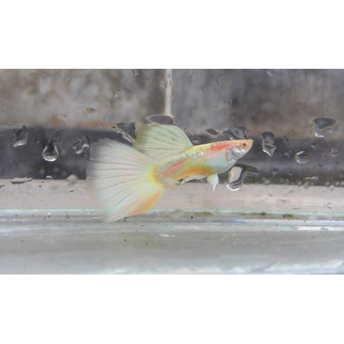 Lepistes Albino Germany White 1 Ad  Erkek 3-4 Cm