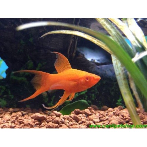 Kılıç kuyruk Balığı Albino Göz 1 Ad 4-5 Cm