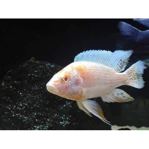 imparator Albino Ciklet 1 Adet 4-5 cm