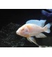 imparator Albino Ciklet 1 Adet 6-7 cm