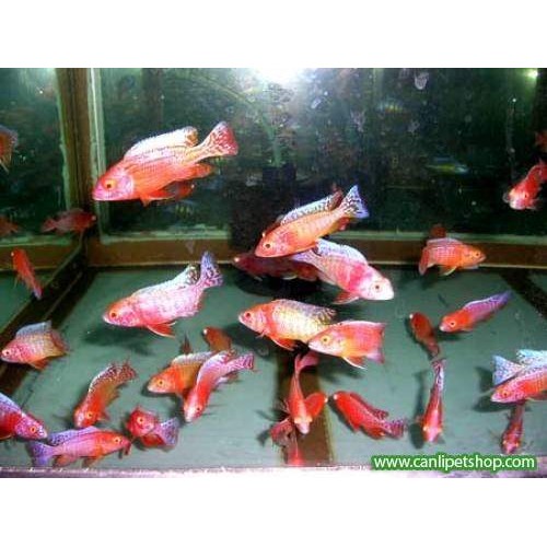 imparator Albino Ciklet 1 Adet Yetişkin 12-14 Cm