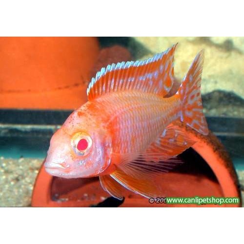imparator Albino Ciklet 1 Adet Yetişkin 12-14 Cm