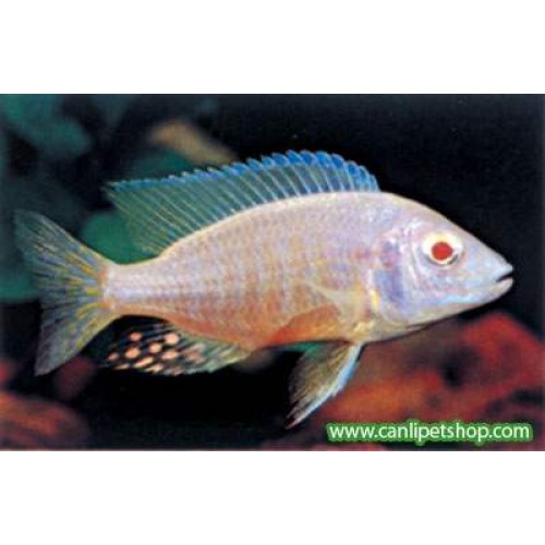 imparator Albino Ciklet 1 Adet 4-5 cm