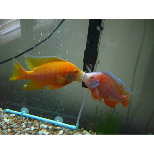 imparator Albino Ciklet 1 Adet 7-9 cm
