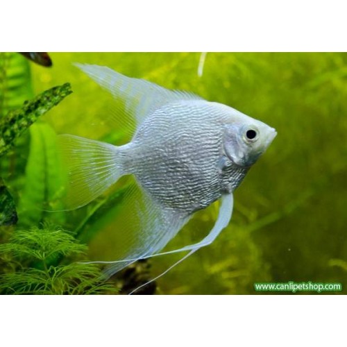 Melek Koyu Dark Smokey  Pinoy 1 adet 3-5 Cm Çapında