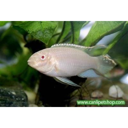 Cüce Ciklet Albino Kribensis Ciklet 1 Adet 3-5 Cm