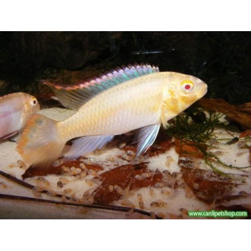 Cüce Ciklet Albino Kribensis Ciklet 1 Adet 3-5 Cm