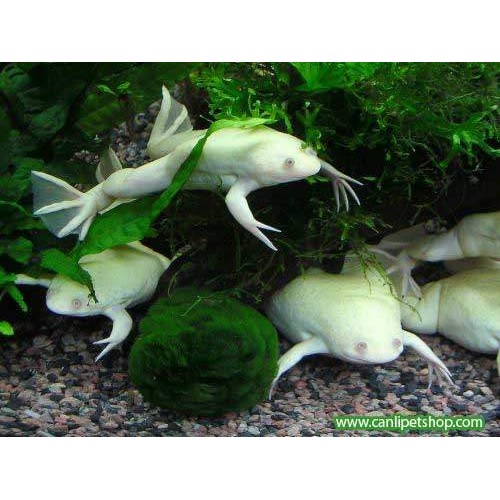 Kurbağa Albino (Akvaryum Kurbağası) 1 Ad 4-5 Cm