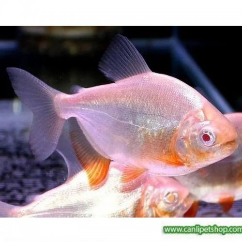 Albino Pirana  Pacu  (Otçul) 1 Adet 4-5 Cm