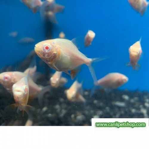 Albino Pirana  Pacu  (Otçul) 2 Adet 4-5 Cm