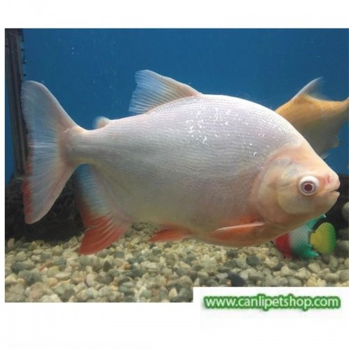 Albino Pirana  Pacu  (Otçul) 1 Adet 4-5 Cm