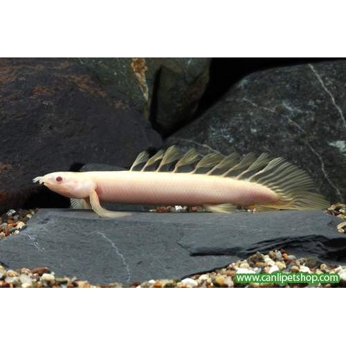 Senegal Bişiri Albino (Nadir Ürün) 7-9 Cm 1  Adet cikletle uyumlu