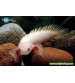 Senegal Bişiri Albino (Nadir Ürün) 7-9 Cm