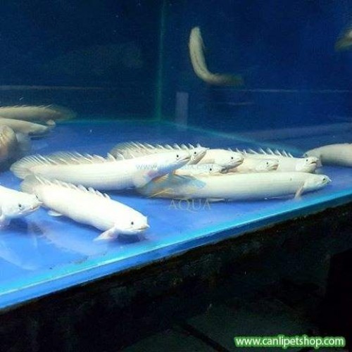 Senegal Bişiri Albino (Nadir Ürün) 7-9 Cm 1  Adet cikletle uyumlu