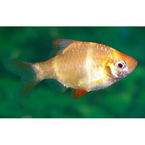 Tetrazon Albino 1 Adet 2- 3 Cm