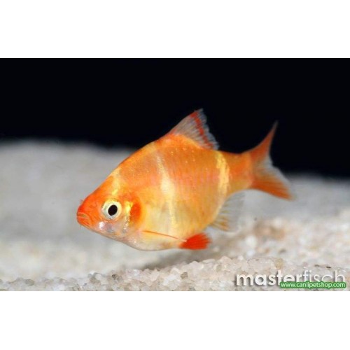 Tetrazon Albino 3 Adet 4-5 Cm (1E-2D) 