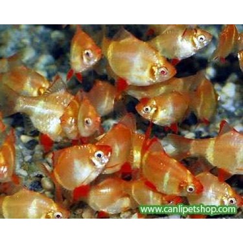 Tetrazon Albino 3 Adet 4-5 Cm (1E-2D) 
