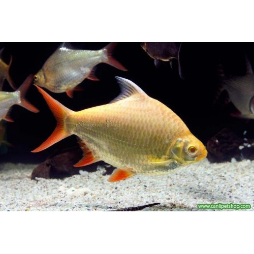 Tinfoil Albino 1 Adet 10-12 Cm