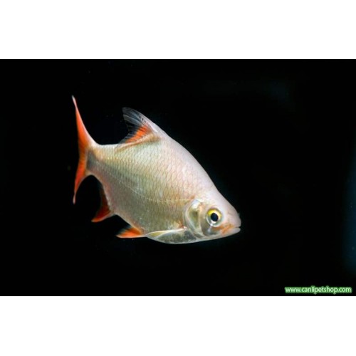 Tinfoil Albino 1 Adet 10-12 Cm