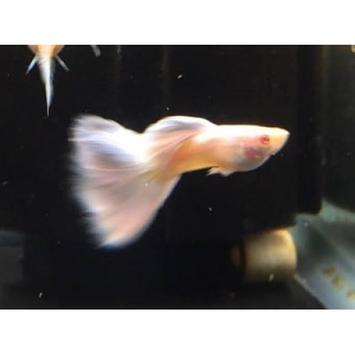 lepistes albino full white platinium 1 ad dişi 3 cm civarı 