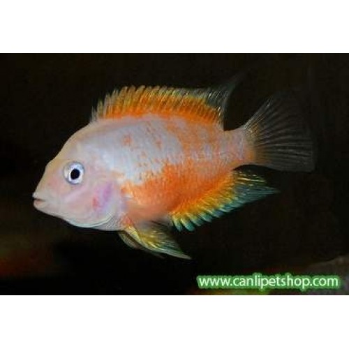 Zebra Ciklet Albino 1 Ad 1-2 Cm Bakımı Kolay