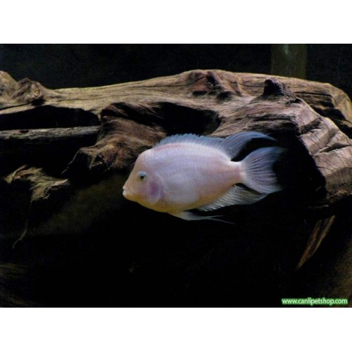 Zebra Ciklet Albino 1 Adet Yetişkin Kızgın 5-6 Cm