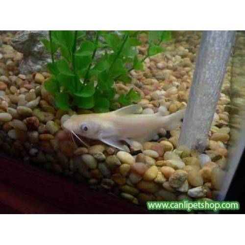Albino Sun Catfish 1 Adet
