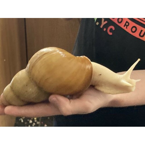 Dev Afrika Salyangozu ( Fulica Albino ) 2 Adet nohut boyu