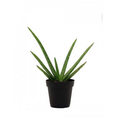Aloe Vera Bitkisi 1 saksı