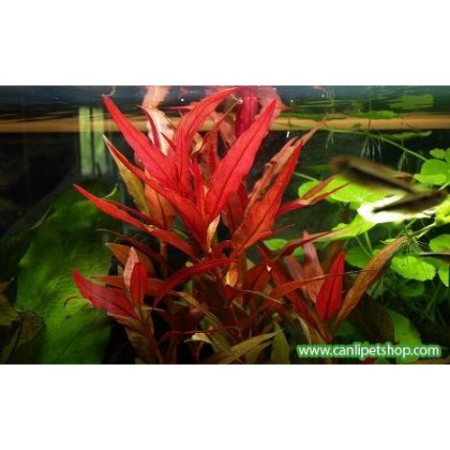 Alternanthera Sessilis 4 Kök