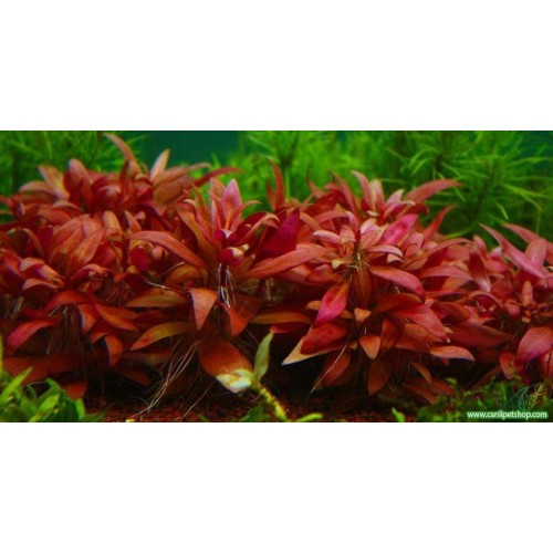 Alternanthera Sessilis 4 Kök