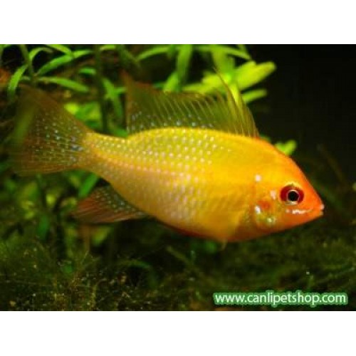  Ramirezi Altın Ciklet 1 Adet 3-5 Cm