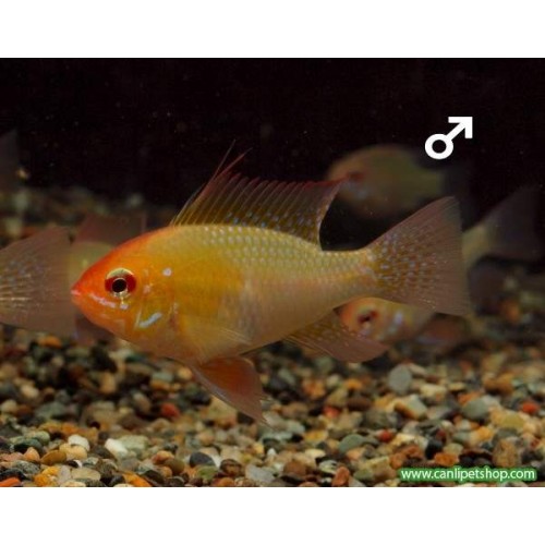  Ramirezi Altın Ciklet 1 Adet 3-5 Cm