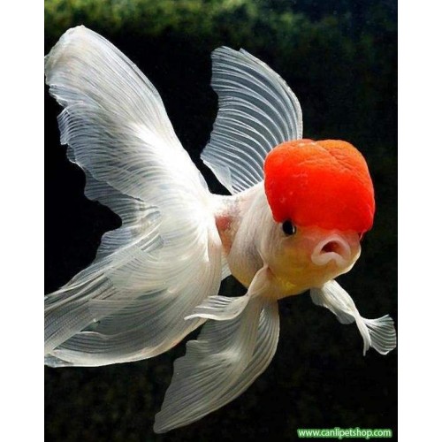 Japon Baligi Altınbaş (Red Cap) Oranda 1 Adet 7-9 Cm