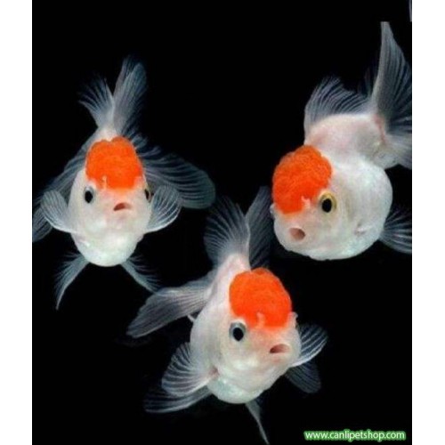 Japon Baligi Altınbaş (Red Cap) Oranda 1 Adet 7-9 Cm