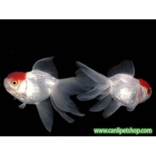 Japon Balığı Kınalıbaş Genç 1 Ad 4-6 Cm
