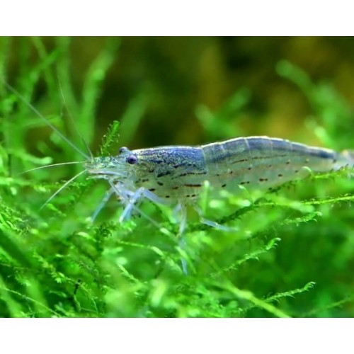 Amano Karides 1 Ad 2 Cm
