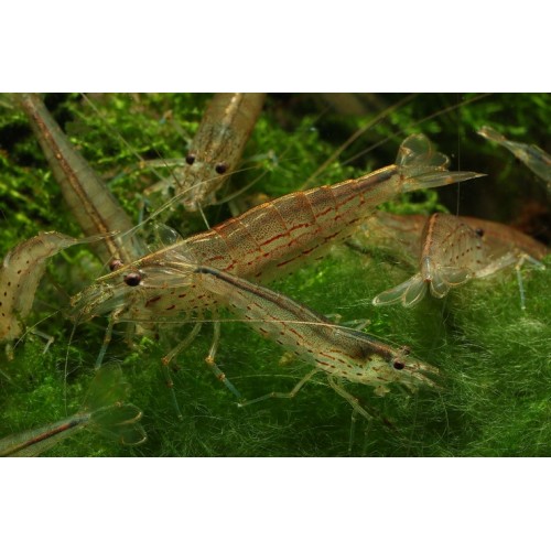 Amano Karides 1 Ad 2 Cm