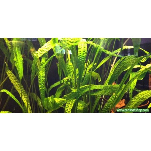 Cryptocoryne Balansae 1 Kök 10-15 Cm AMAZON