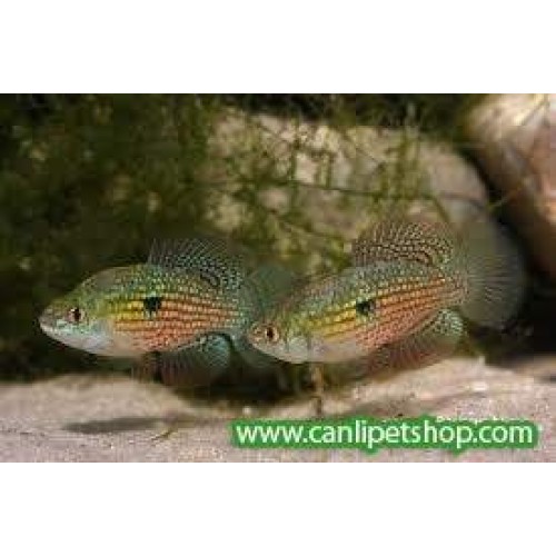 Amerikan Bayrak Balığı 1 Ad 4 - 5 Cm