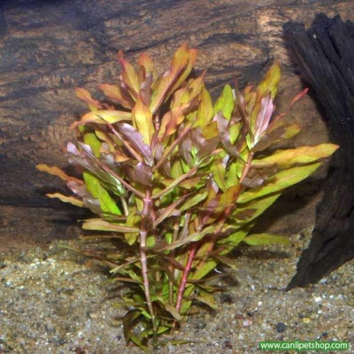 Ammania Gracilis 2 kök