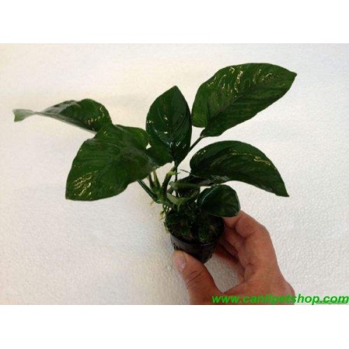 Anubias Barteri Broad Leaf 1 Ad 4-5 Yaprak