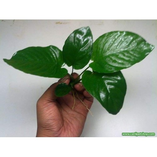 Anubias Barteri Broad Leaf 1 Ad 4-5 Yaprak