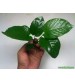 Anubias Barteri Broad Leaf DEV 1 Ad 4-5 Yaprak