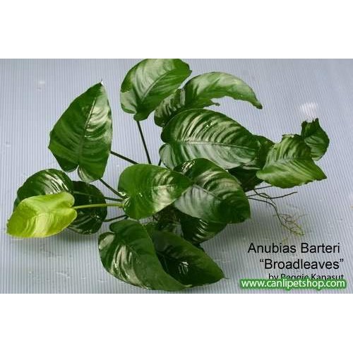Anubias Barteri Broad Leaf 2 Ad