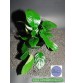 Anubias Barteri Broad Leaf 1 Ad 15-20 Cm L013