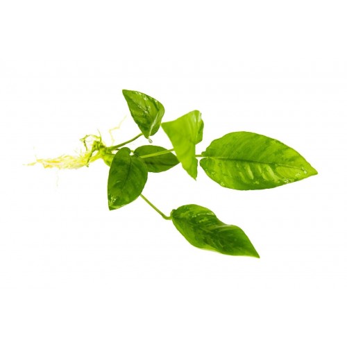 Anubias Barteri Striped  1 Ad L014