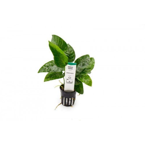 Anubias Barteri Striped  1 Ad L014